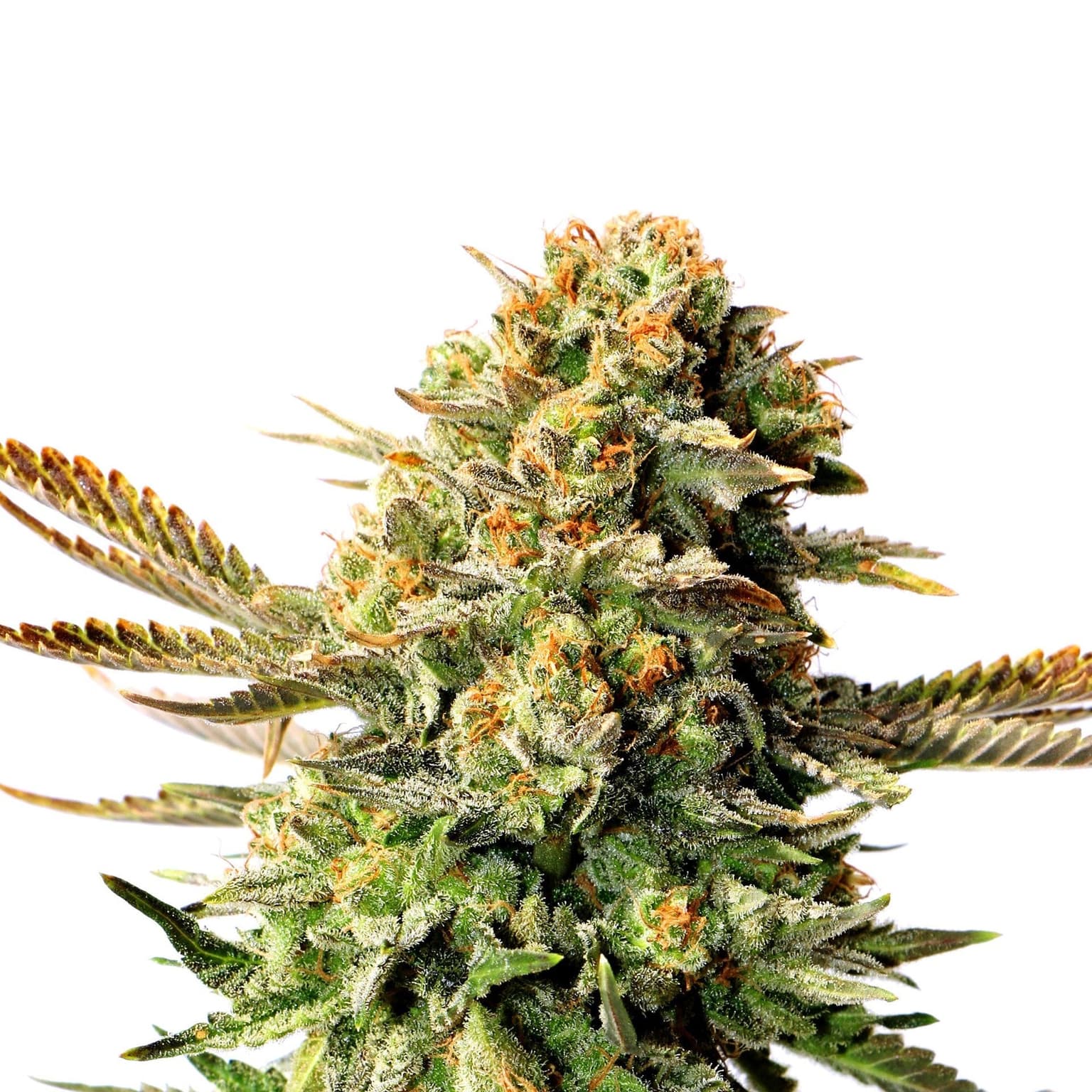 Sour OG Seeds