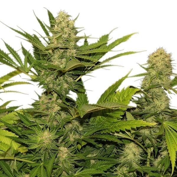Space Queen Seeds