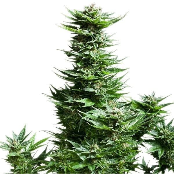 Sunset Sherbet Seeds