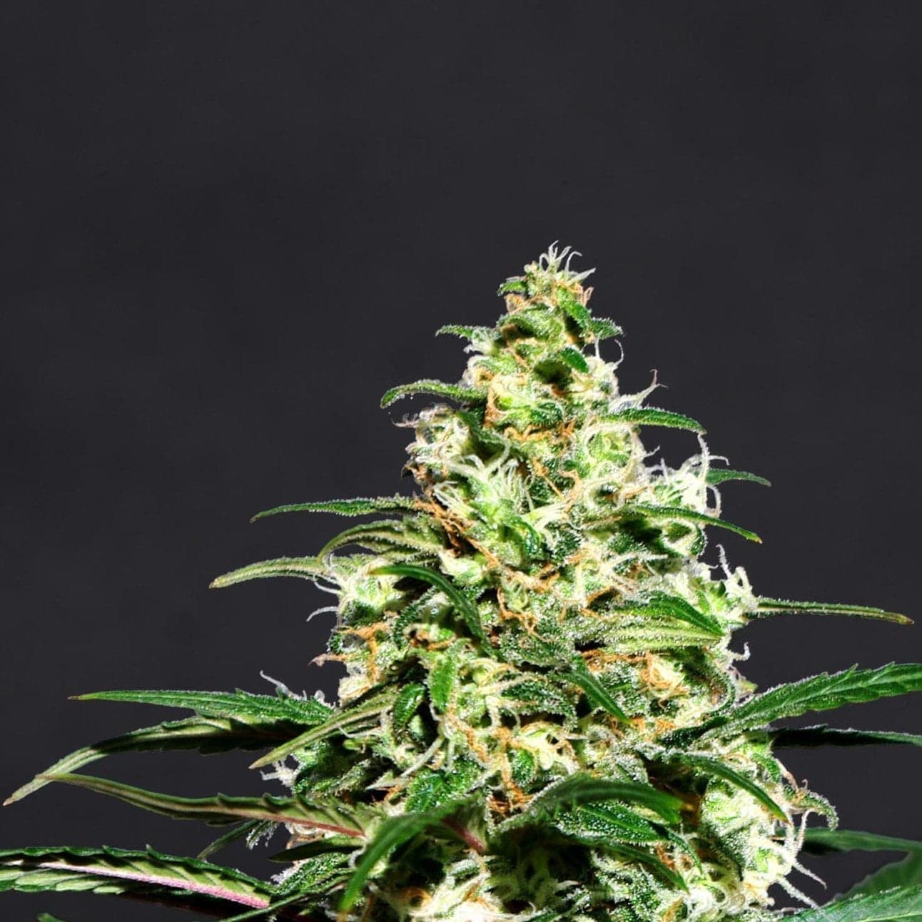 Super Lemon Haze Seeds