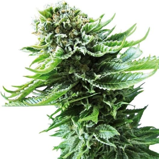 Super Silver Haze Seeds