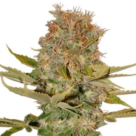 Sweet Tooth Seeds