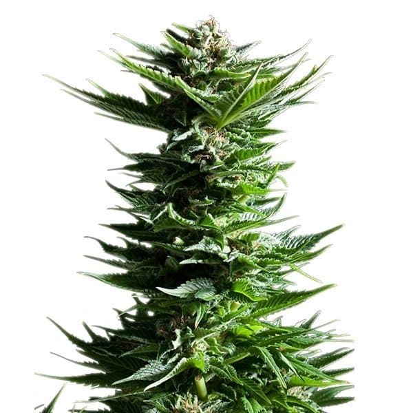 Tahoe OG Seeds