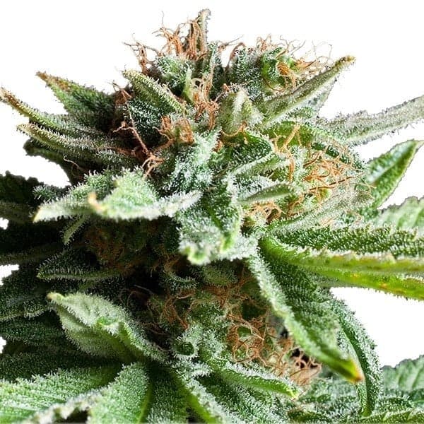 Tangerine Dream Seeds