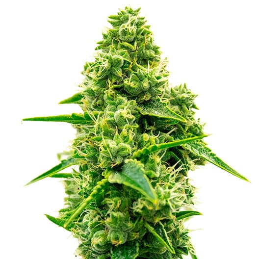 Tiger Woods Auto Seeds