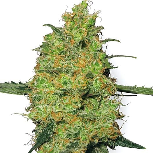 Abusive OG Auto Seeds