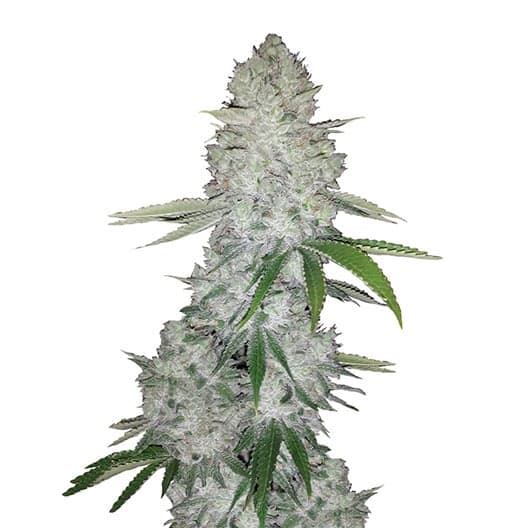 Ace Killer OG Seeds