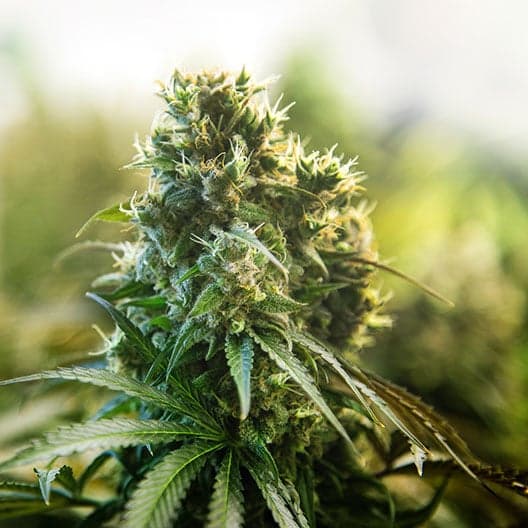 Bear Dance Auto Seeds