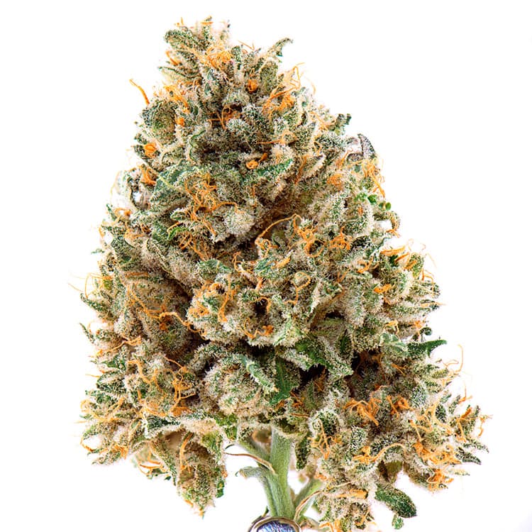 Black ’84 Seeds