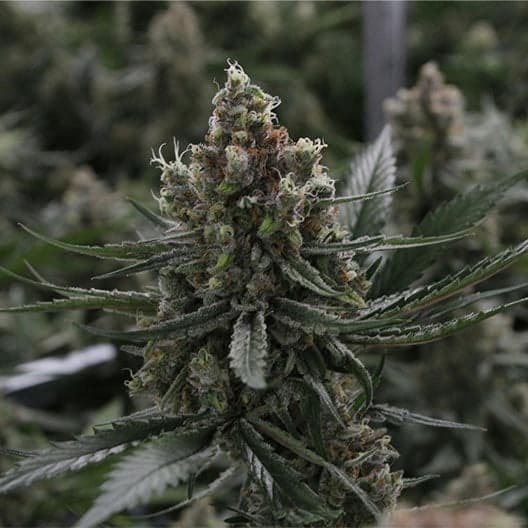 Blue Jay Way CBD Seeds