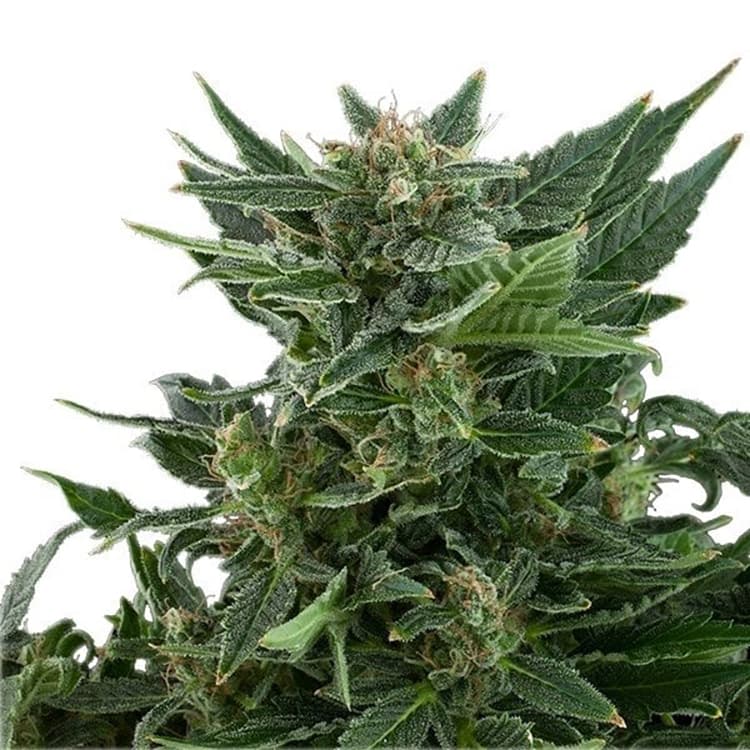 Bubba OG Seeds