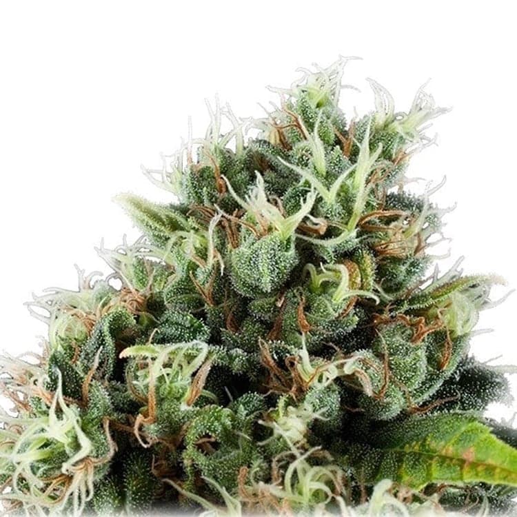 Bubble Gum Seeds