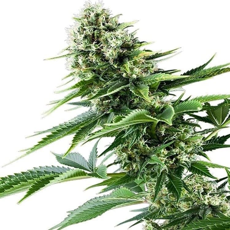 Candy Jack Seeds