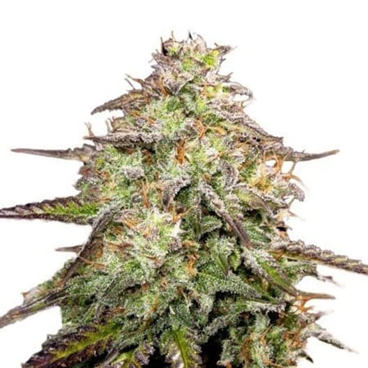 Candyland Seeds
