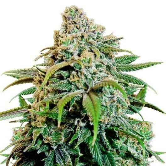 Canna-Tsu Seeds