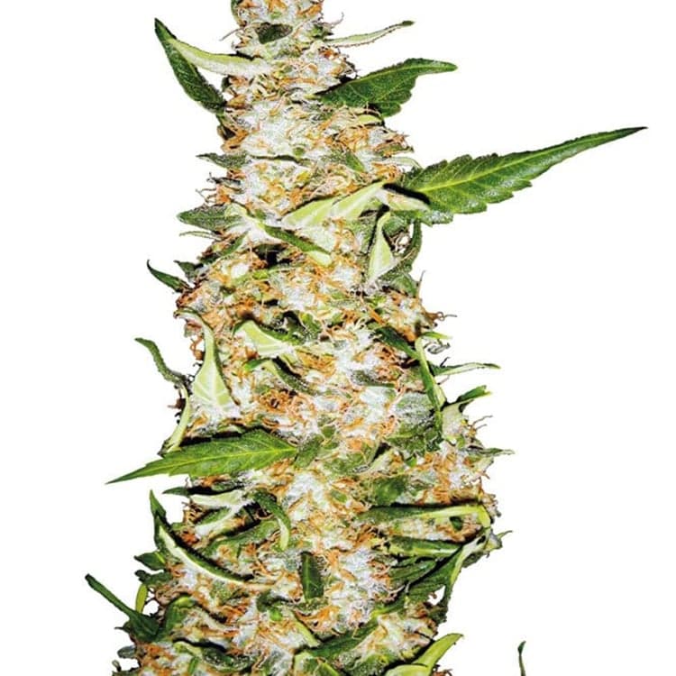 Citrus Sap Seeds