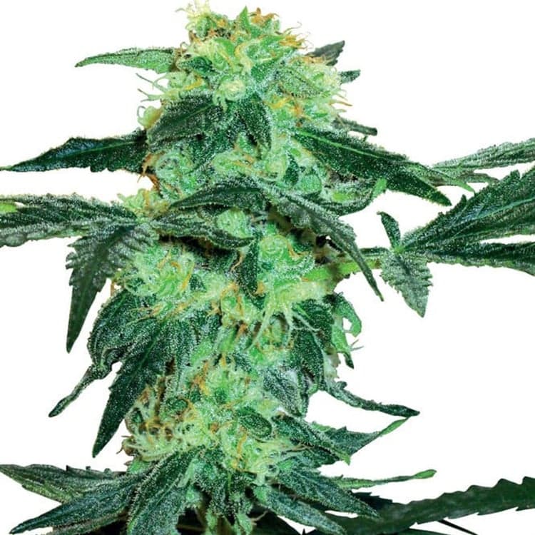 Colombian Gold Seeds