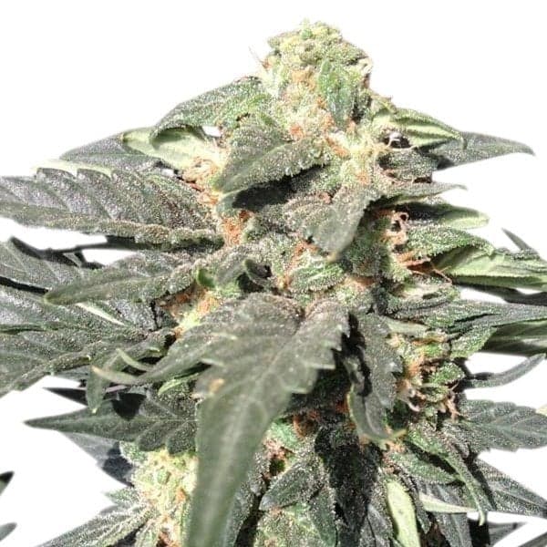 Death Star Auto Seeds