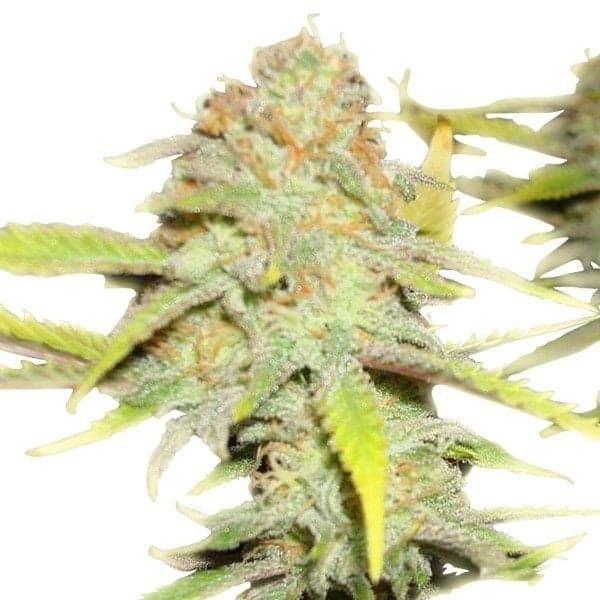 Death Star OG Auto Seeds