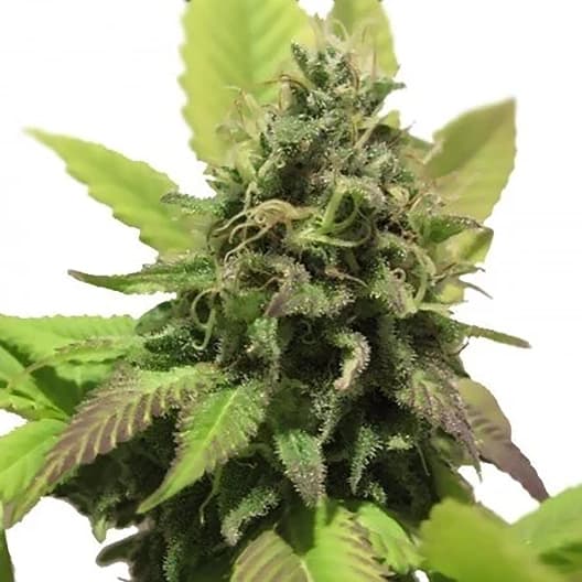 Diablo Auto Seeds