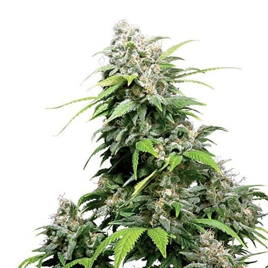El Chapo OG Seeds