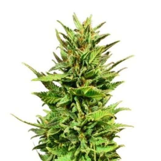 Euforia Seeds