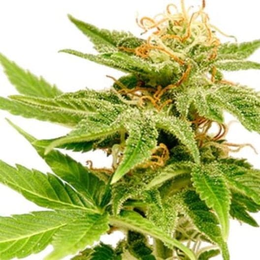 Forbidden Fruit Auto Seeds