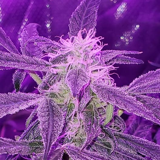 Galactic Jack Auto Seeds