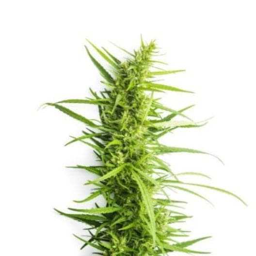 Game Changer Auto Seeds