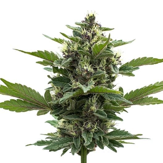 Gorilla Gas Seeds