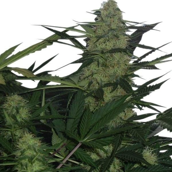 Great White Shark Seeds