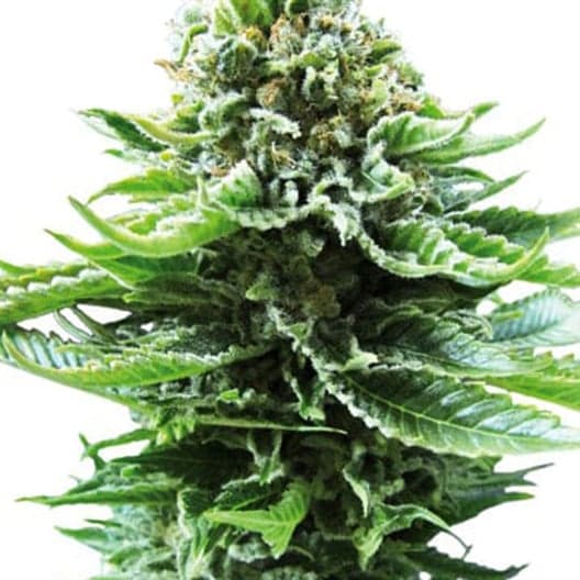 Green Line OG Auto Seeds