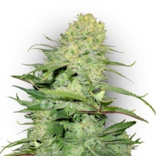 Ice Cream Auto Seeds