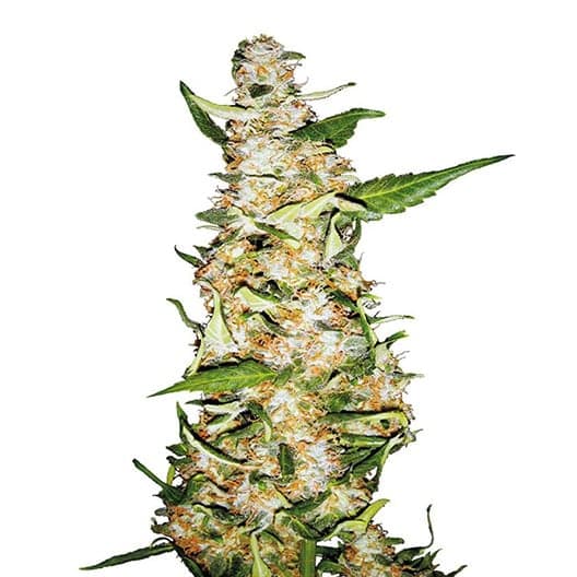 Iced Widow Seeds