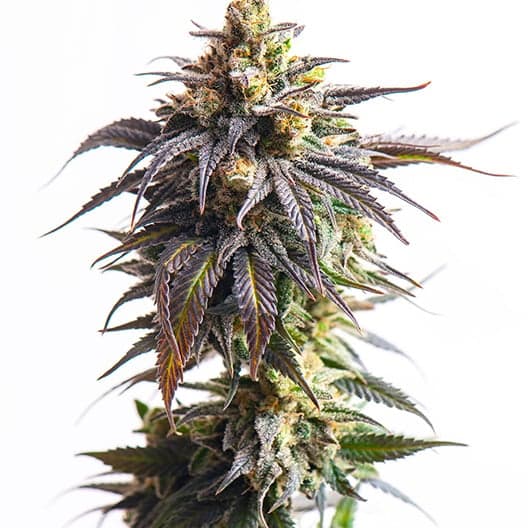 Iron Triangle Seeds