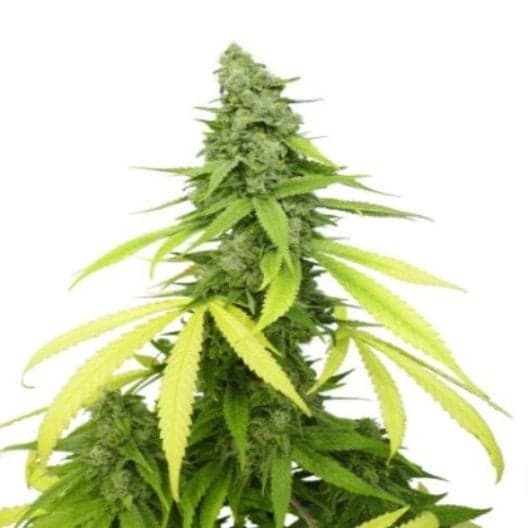 Jack Flash Auto Seeds