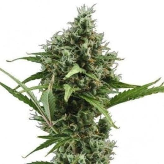 Jack Frost Seeds
