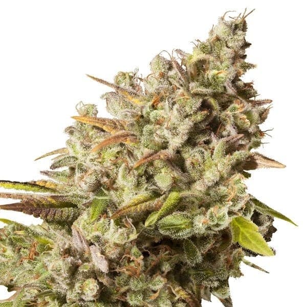 Jedi Kush Auto Seeds
