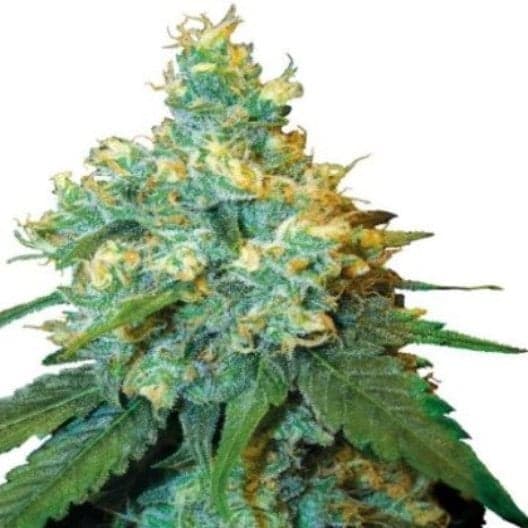 Key Lime Pie Auto Seeds