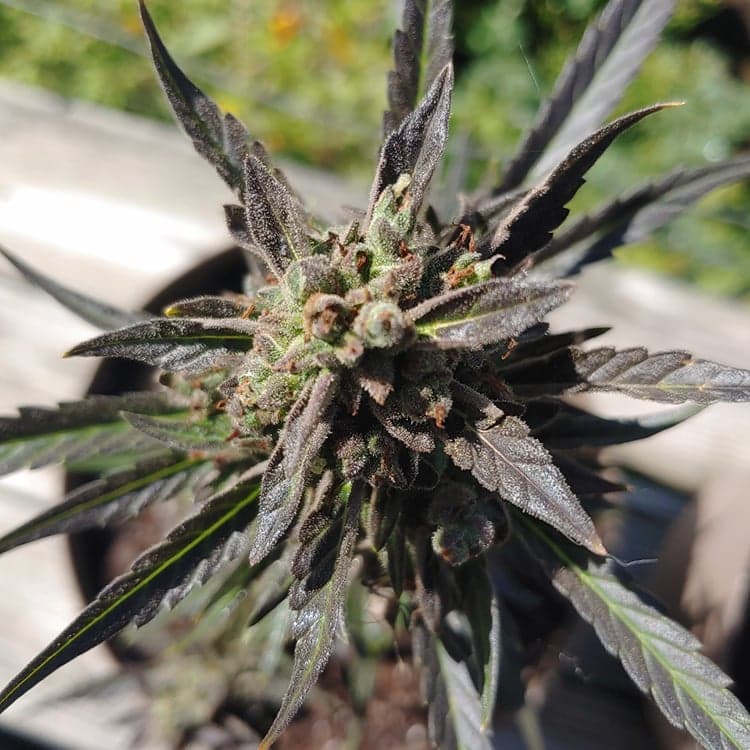 King Louis XIII Seeds
