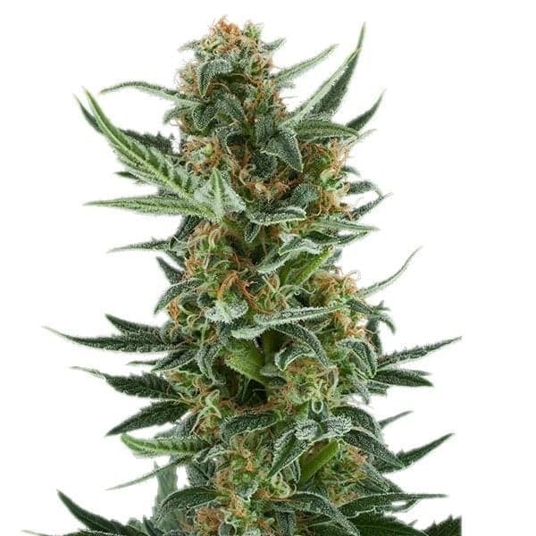 Lemon Jack Seeds
