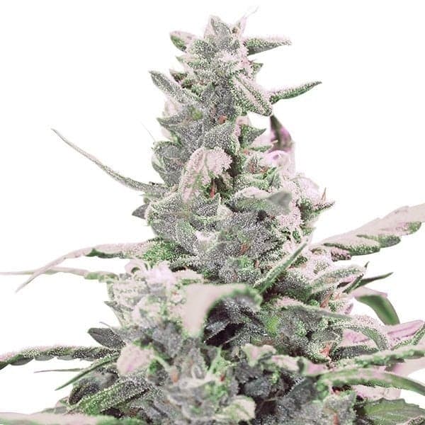 Master Bubba Auto Seeds
