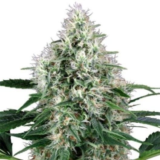 Nuclear Cookies Seeds