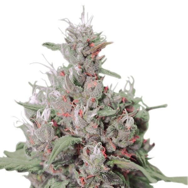 Orange Cookies Seeds