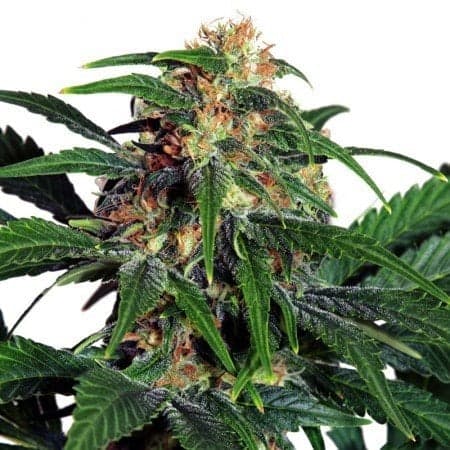 Orange Haze Seeds