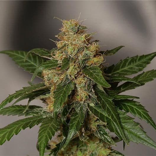 Oreoz Seeds