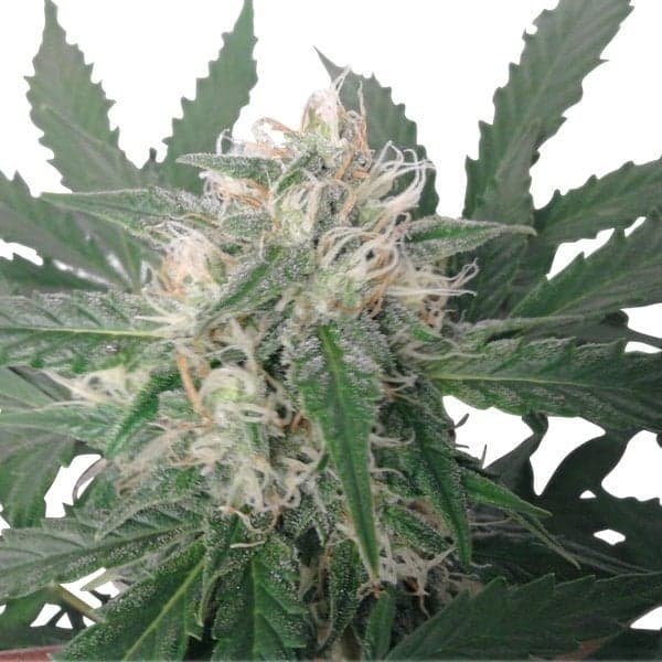 Phantom OG Seeds