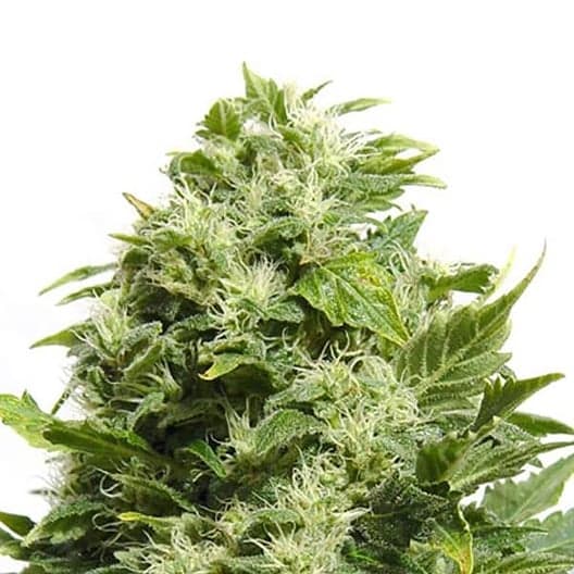 Pink Death Star Seeds