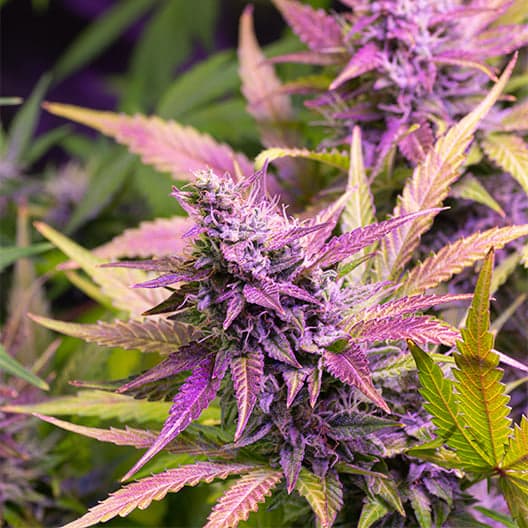 Purple Mr. Nice Seeds