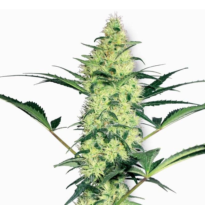 Purple OG Kush Auto Seeds